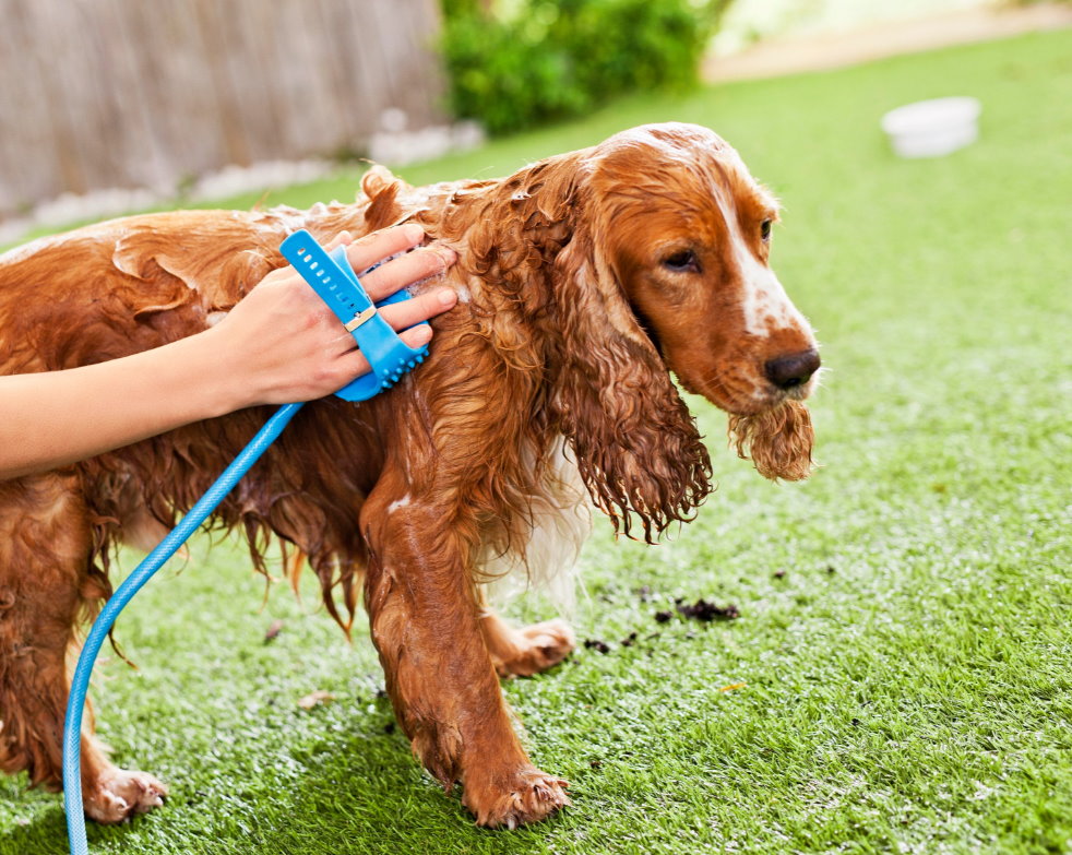 Hundedusche Duschkopf Bürste Haustier Shower Hunde Dusche Fellpflege Fellbürste